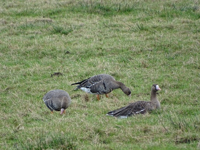 此次斗殴事 此次斗殴事
